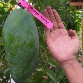 Bibit Buah Mangga Kiojay Cepat Berbuah Singkawang