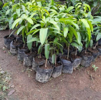 Bibit Buah Mangga Kiojay Dharmasraya