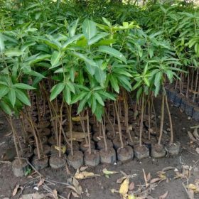 Bibit Buah Mangga Madu Okulasi Super Unggul Bisa Tanam Di Tabulampot Jayawijaya