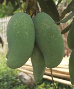 bibit buah mangga mahatir khanza Medan