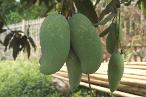bibit buah mangga mahatir khanza Medan