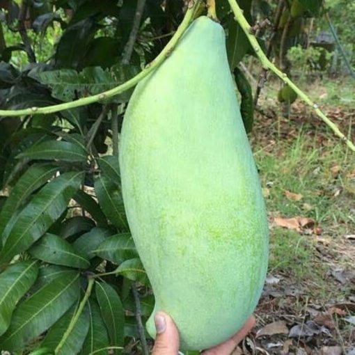 bibit buah mangga mahatir okulasi cepat berbuah Nusa Tenggara Barat