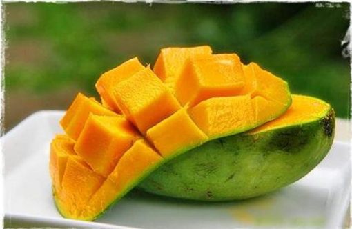 Bibit Buah Mangga Manalagi Super Genjah Asmat