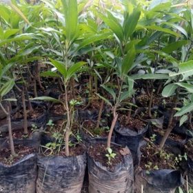Bibit Buah Mangga Okyong Di Jamin Cepat Berbuah Nagan Raya
