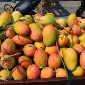 Bibit Buah Mangga Podang Gunung Kudus