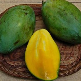 Bibit Buah Mangga Promoo Manalagi Okulasi Cepat Berbuah Murah Belitung Timur