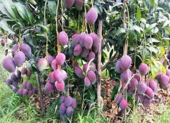 Bibit Buah Mangga Termurah IrwinUngu Viral Gorontalo Utara