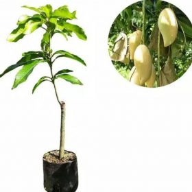 Bibit Buah Mangga Unggul Namdokmai Golden Manggarai Timur