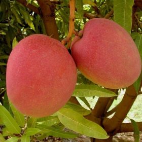 bibit buah mangga yuwen manis Jawa Timur