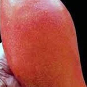 Bibit Buah Mangga Yuwen Super Jumbo Dan Cepat Berbuah Solok