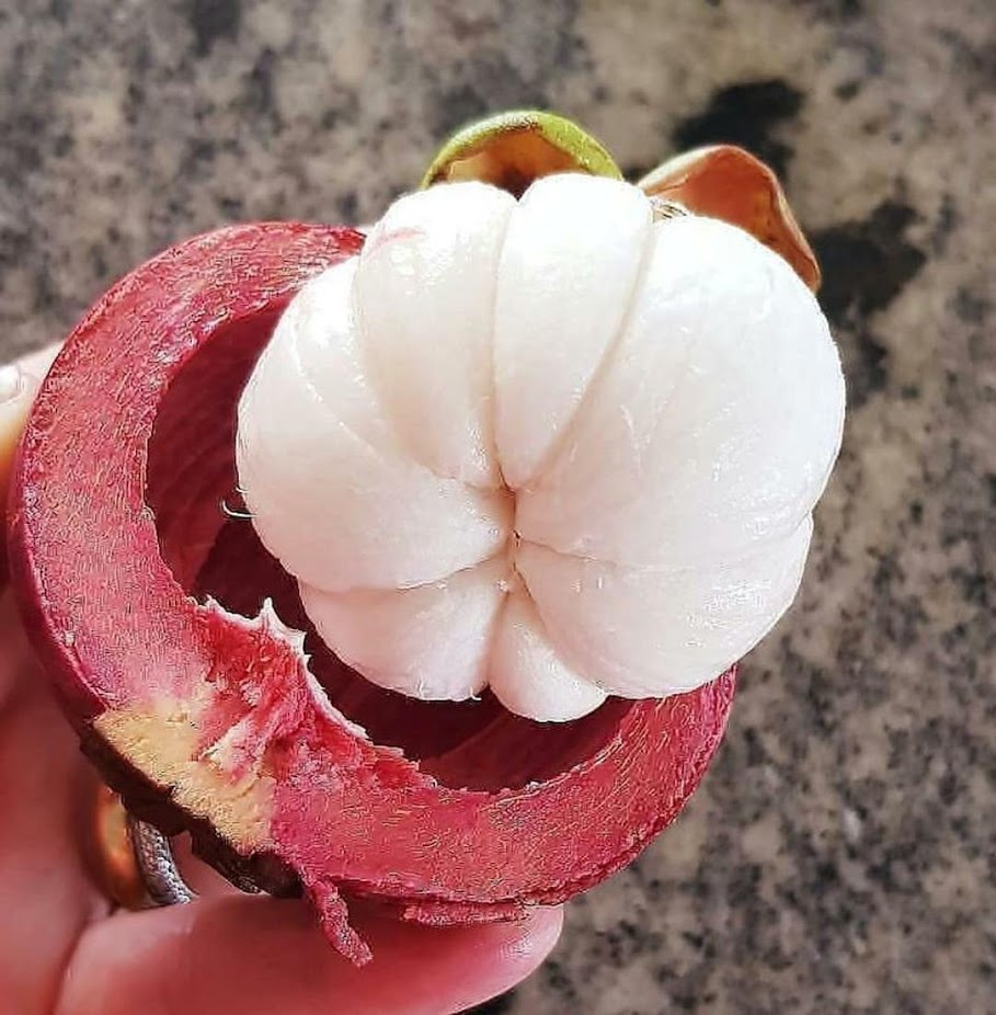 Gambar Produk bibit buah manggis Ambon