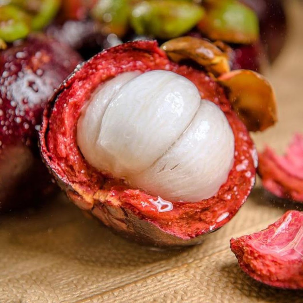 Gambar Produk bibit buah manggis Banten