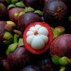 bibit buah manggis Bogor