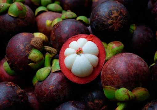 bibit buah manggis Bogor
