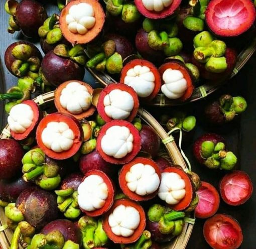 bibit buah manggis okulasi cepat berbuah Jawa Barat