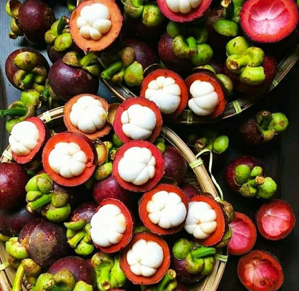 Gambar Produk bibit buah manggis okulasi cepat berbuah Jawa Barat