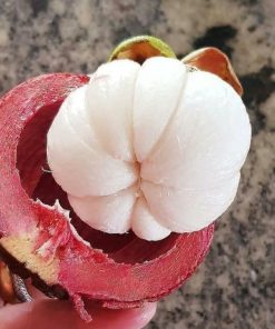 bibit buah manggis okulasi cepat berbuah Palopo