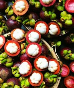 bibit buah manggis okulasi cepat berbuah Sulawesi Utara