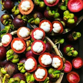 bibit buah manggis okulasi cepat berbuah Sulawesi Utara