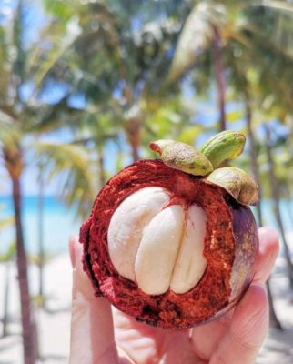 Bibit Buah Manggis Okulasi Murah Bulungan