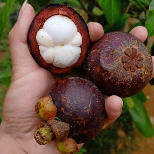 bibit buah manggis Padang