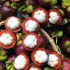 bibit buah manggis siap berbuah Nusa Tenggara Barat