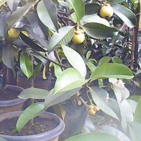 Bibit Buah Manggis Tanaman Okulasi Cepat Berbuah Barru
