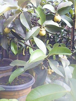 Bibit Buah Manggis Tanaman Okulasi Cepat Berbuah Barru