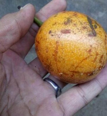 Bibit Buah Markisa Tanaman Manis Jambi