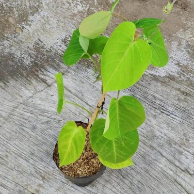 Bibit Buah Markisa Tanaman Manis Super Sweet Sumbawa