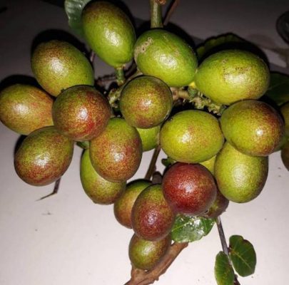 Bibit Buah Matoa Mimika