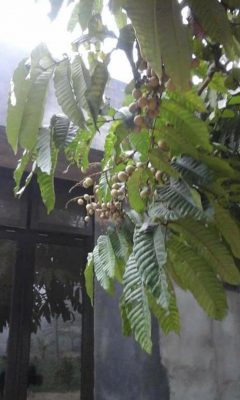 Bibit Buah Matoa Okulasi Tanaman Kaimana