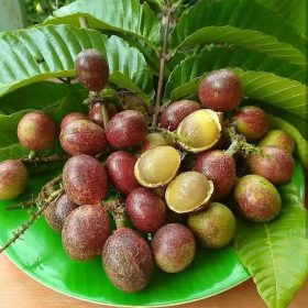 Bibit Buah Matoa Siap BerbungaBerbuah Banggai Laut