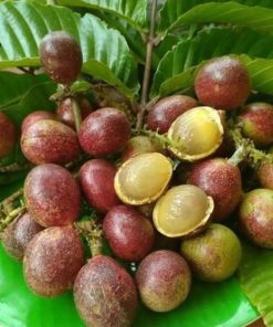 bibit buah matoa Sulawesi Tenggara