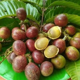 bibit buah matoa Sulawesi Tenggara