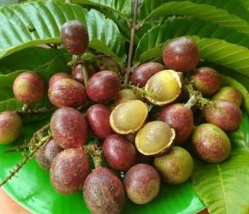 bibit buah matoa Sulawesi Tenggara