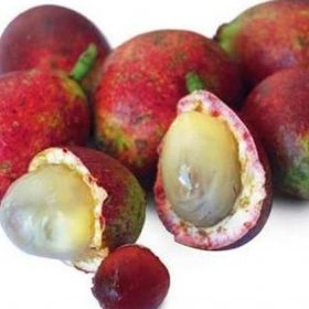 Bibit Buah Matoa Tanaman Lebong