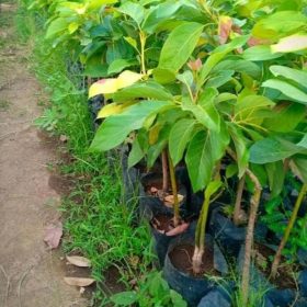 Bibit Buah Murah Alpukat Miki Okulasi, Cepat Berbuah Sumenep