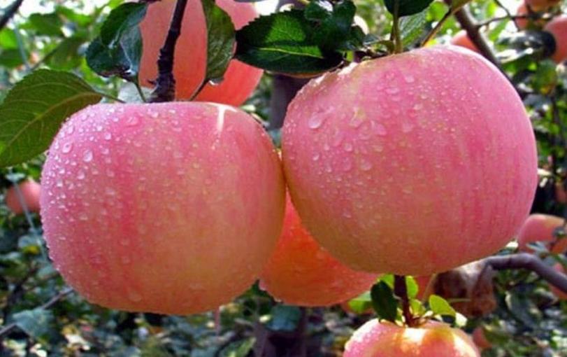 Gambar Produk Bibit Buah Murah Apel Pink Honey Okulasi Siap Berbuah Sampang