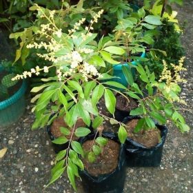 Bibit Buah Murah Bergaransi Kelengkeng Itoh Super Asli Kepulauan Yapen