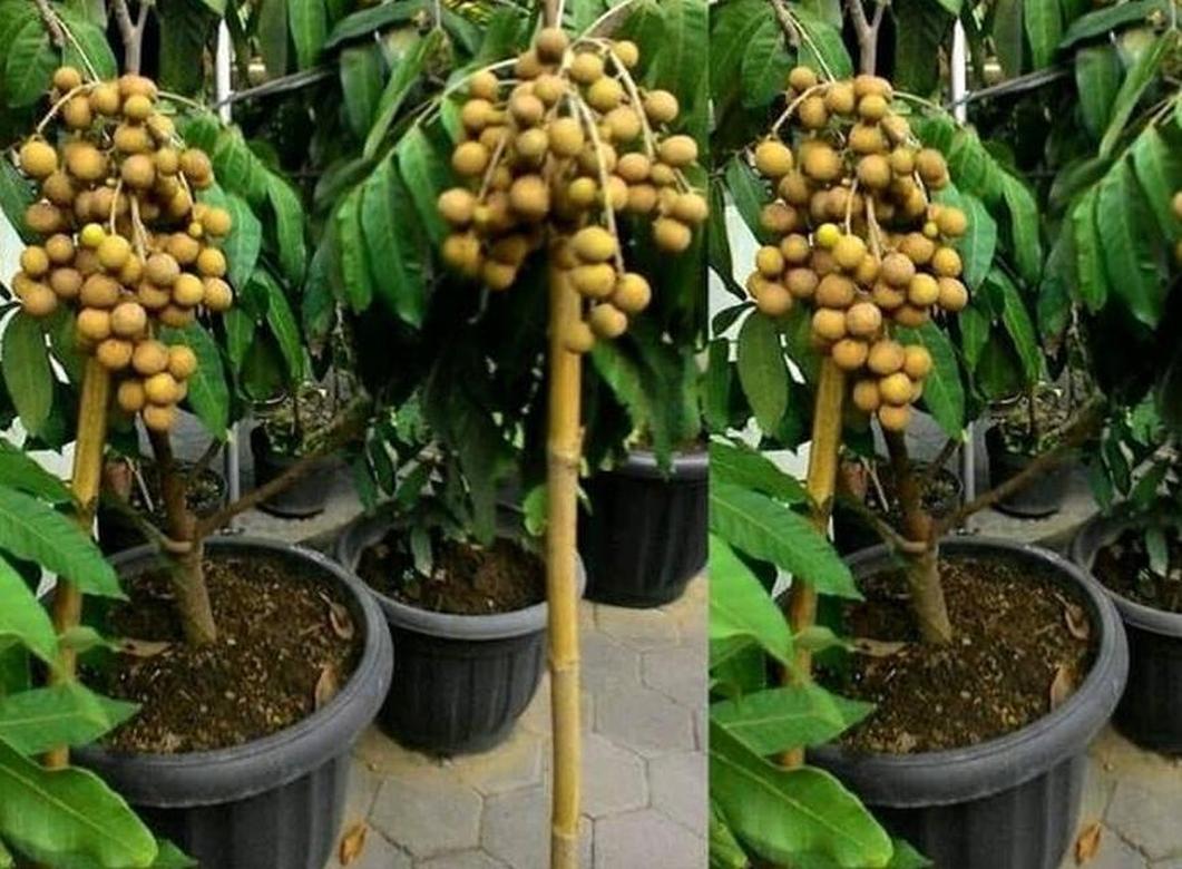 Gambar Produk Bibit Buah Murah Bergaransi Kelengkeng Klengkeng Aroma Durian Unggul Tebing Tinggi
