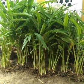 Bibit Buah Murah Kapulaga Hijau India Asli Rempah KapolKapulogo Pesisir Barat