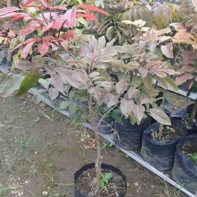 Bibit Buah Murah Kelengkeng Merah Lengkeng Ruby Longan Hasil Stek Okulasi Cepat Berbuah Brebes
