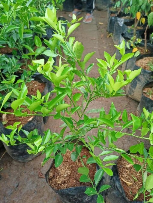 Bibit Buah Murah Pohon Tanaman Jeruk Limo Sudah Berbuah Nipis Purut Nagami Lemon Santang Madu Limau Banjarbaru