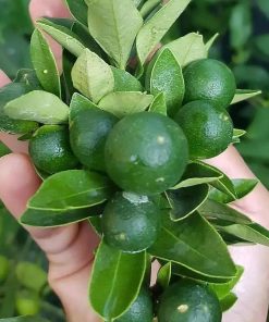 Bibit Buah Murah Pohon Tanaman Jeruk Limo Sudah Berbuah Nipis Purut Nagami Lemon Santang Madu Limau Kepulauan Sula