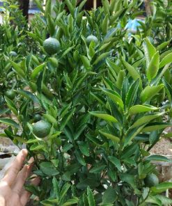 Bibit Buah Murah Sudah Berbuah Pohon Tanaman Jeruk Limo Nipis Purut Lemon Siam Kip Keep Demak