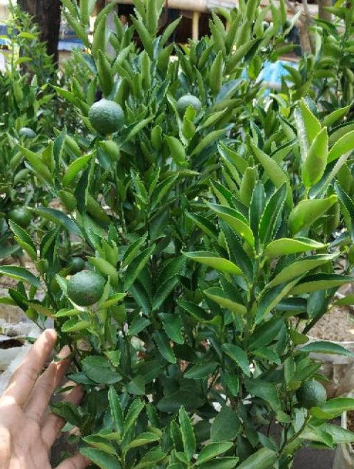 Bibit Buah Murah Sudah Berbuah Pohon Tanaman Jeruk Limo Nipis Purut Lemon Siam Kip Keep Demak
