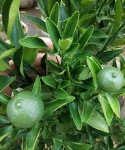 Bibit Buah Murah Sudah Berbuah Pohon Tanaman Jeruk Limo Nipis Purut Lemon Siam Kip Keep Rembang
