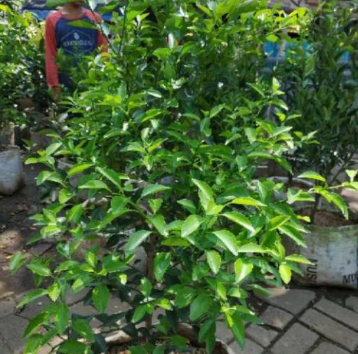 Bibit Buah Murah Sudah Berbuah Pohon Tanaman Jeruk Limo Nipis Purut Lemon Siam Kip Keep Sarolangun