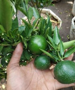 Bibit Buah Murah Sudah Berbuah Pohon Tanaman Jeruk Limo Nipis Purut Lemon Siam Kip Keep Sawahlunto